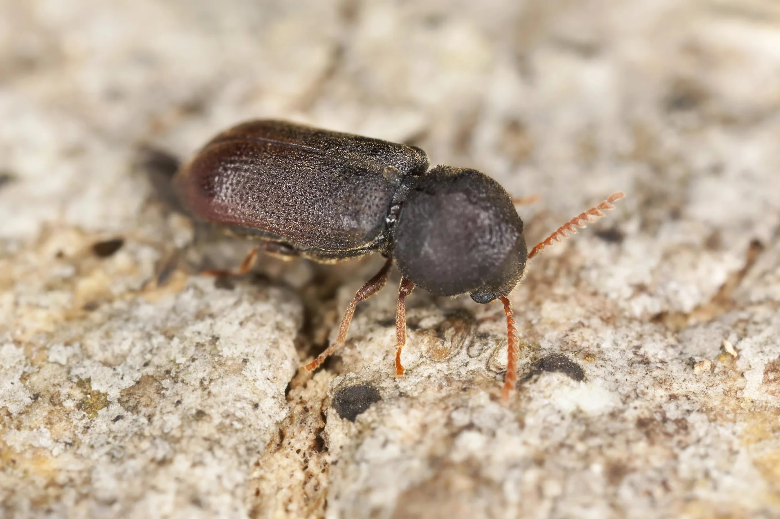 Roxil Lasure Préventive Bois 5L Incolore Extérieur Contre Insectes Xylophages & Pourriture Apprêt Prêt à l’Emploi